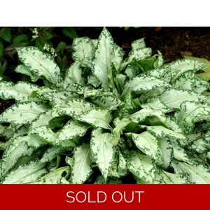 Pulmonaria 'High Contrast'